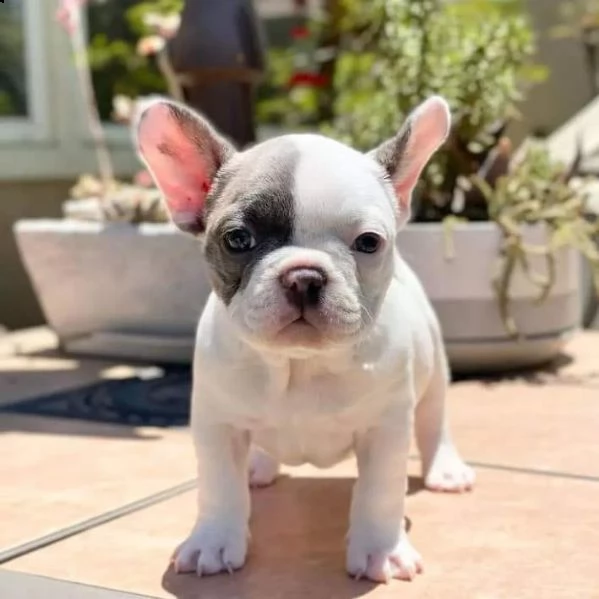 french bulldog puppies | Foto 0