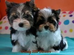 adorable male and female shih tzu puppies