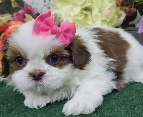 regalo cuccioli di shihtzu