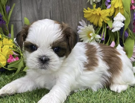 regalo cuccioli shihtzu