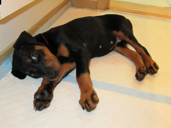 disponibili cuccioli di doberman | Foto 1