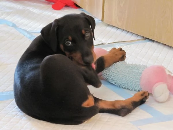 disponibili cuccioli di doberman | Foto 0