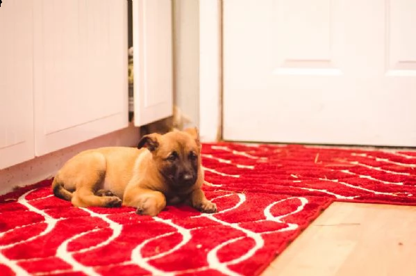 disponibili cuccioli di pastore belga malinois | Foto 1