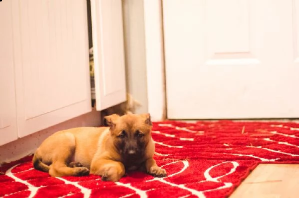 disponibili cuccioli di pastore belga malinois