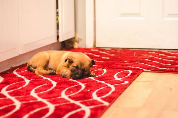 disponibili cuccioli di pastore belga malinois | Foto 0