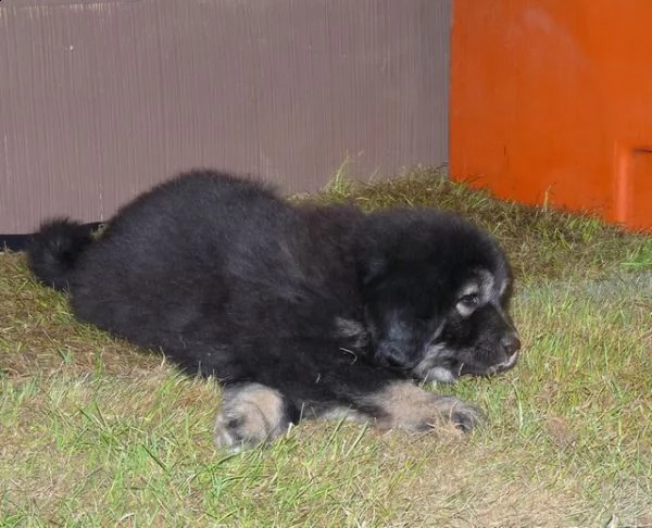disponibili cuccioli di mastino tibetano | Foto 1