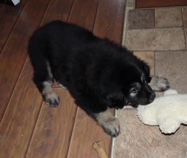 disponibili cuccioli di mastino tibetano | Foto 0