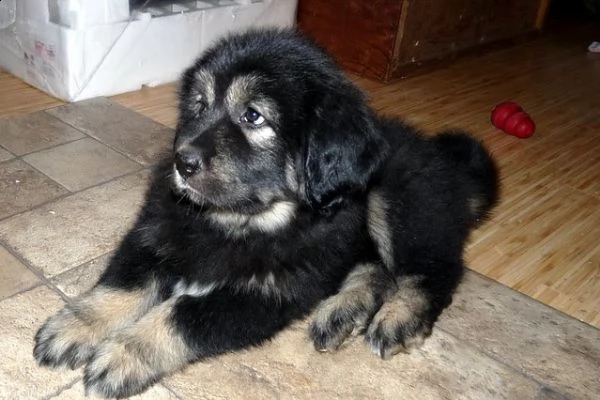 disponibili cuccioli di mastino tibetano