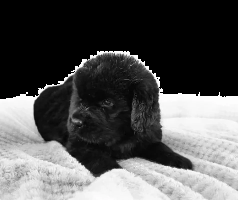 meravigliosi cuccioli di terranova puri