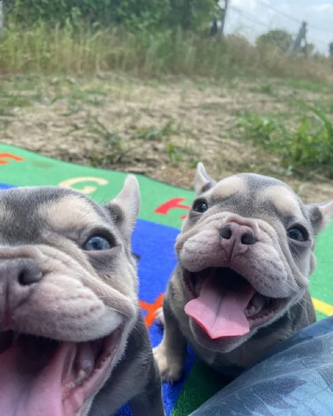 cuccioli di bulldog francese per l'adozione