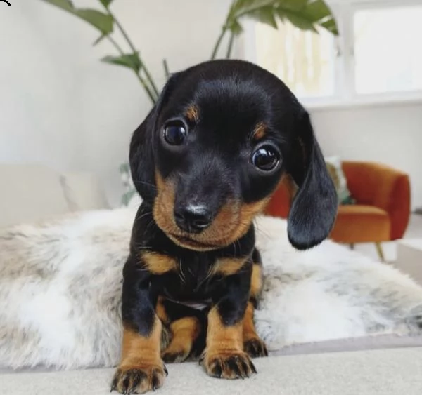 regalo adorabili cuccioli  bassotto femminucce e maschietti