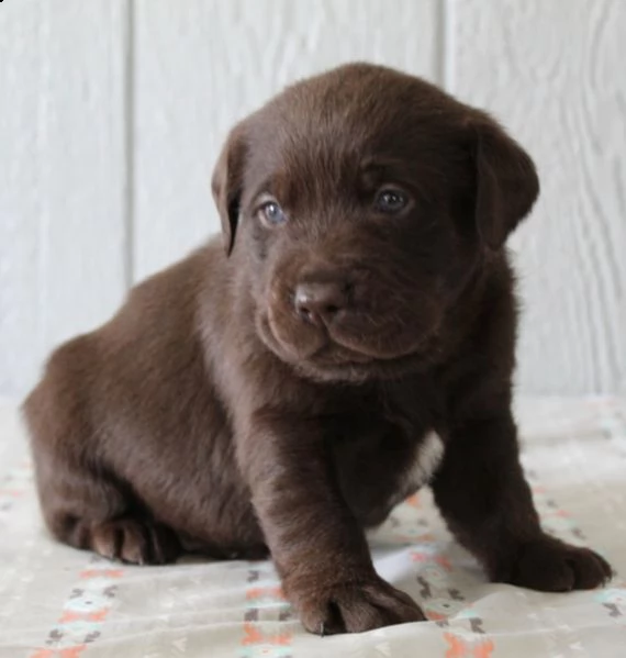 cuccioli di labrador per adozione