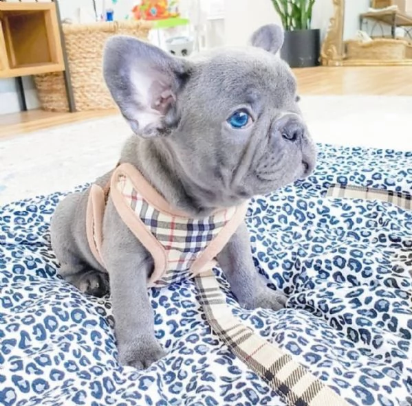 cuccioli di bulldog francese per l'adozione