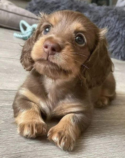  regalo adorabili cuccioli  bassotto femminucce e maschietti
