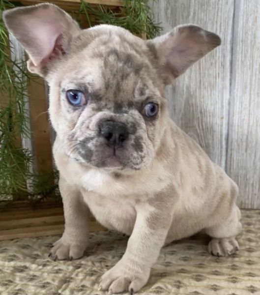  cuccioli di bulldog francese per l'adozione