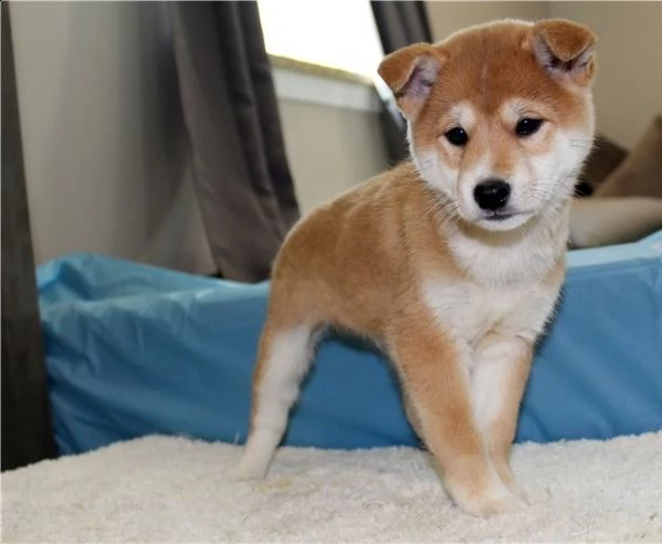regalo cuccioli shiba inu