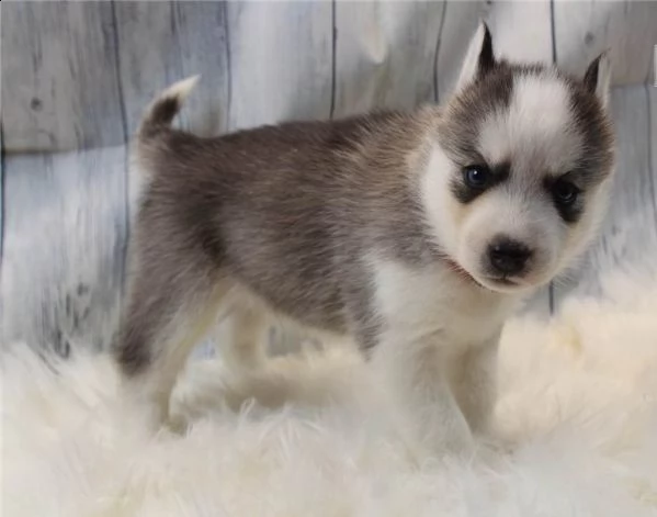 abbiamo disponibili cuccioli di siberian husky maschi e femmine. i