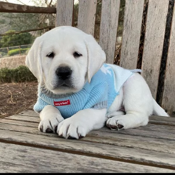 adorabili cuccioli di labrador retriever maschi e femmine