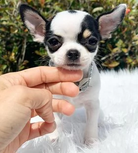 disponibili adorabili cuccioli di chihuahua maschio e femmina