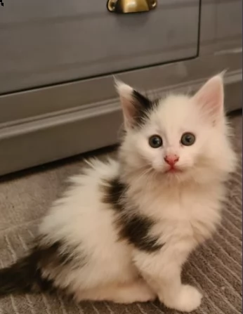 bellissimi gattini di norvegese delle foreste