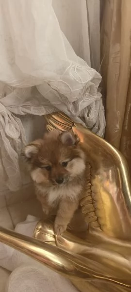 Spitz pomerania  | Foto 0