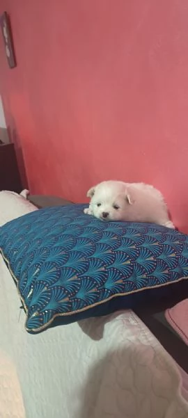 Spitz pomerania  | Foto 3