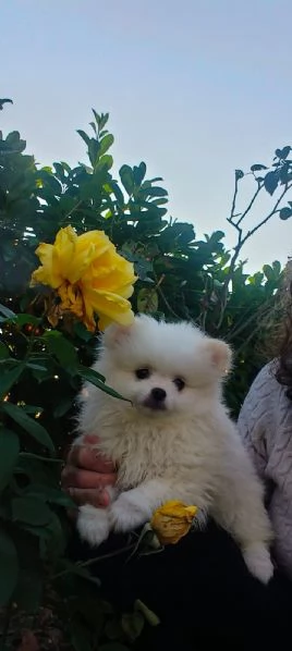 Spitz pomerania  | Foto 4