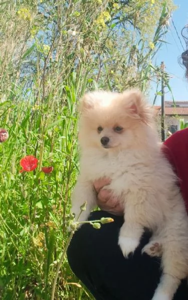 Spitz pomerania  | Foto 4