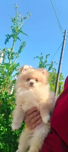 Spitz pomerania 