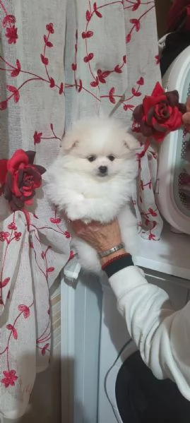 Spitz pomerania  | Foto 3