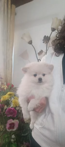 Spitz pomerania  | Foto 1