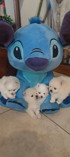 Spitz pomerania  | Foto 0