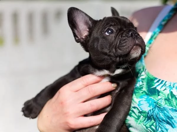 bellissimi cuccioli di bulldog francese