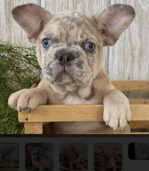  cuccioli di bulldog francese per l'adozione