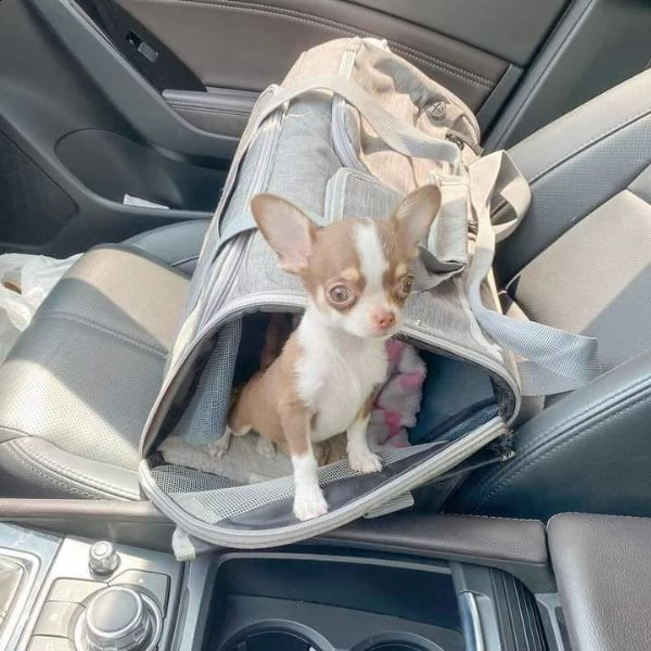 adorabili cuccioli   chihuahua   femminucce e maschietti disponibili