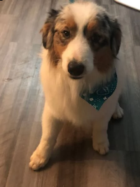 regalo  san bernardo cuccioli, maschio e femmina