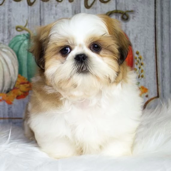  regalo bellissimi cuccioli allevati shih-tzu, colore bianco e nero.