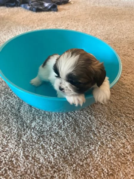  shih tzu cuccioli disponibili