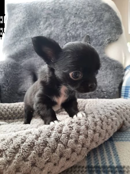 bellissimi cuccioli di chihuahua