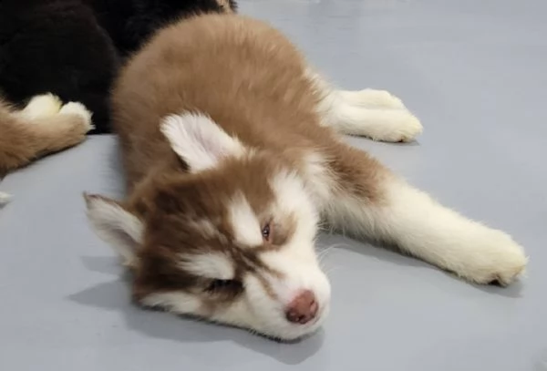  regalo cuccioli siberian husky maschio e femmina e-mail  (marieiris783[at]gmail[.com]) grazi