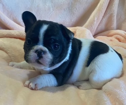   regalo meravigliosi cuccioli di bulldog francese