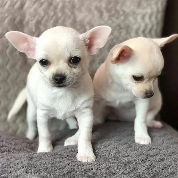 regalo cuccioli di chihuahua mini toy (maschio e femmina) 