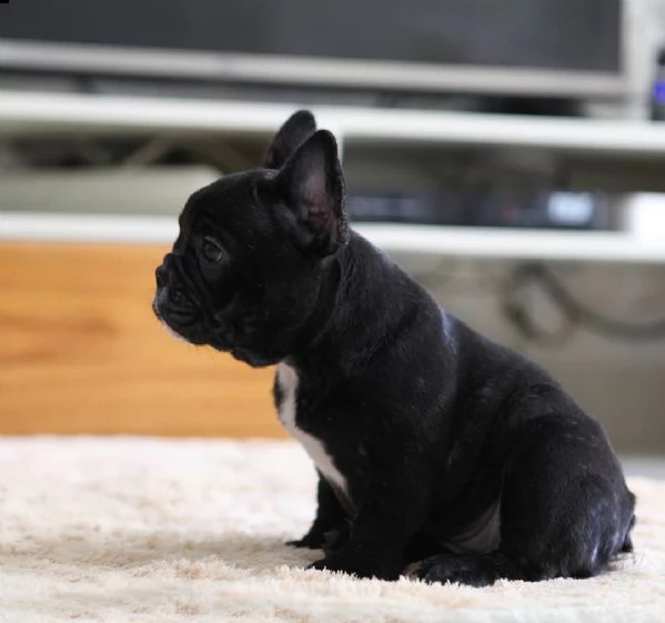 bulldog francese | Foto 2