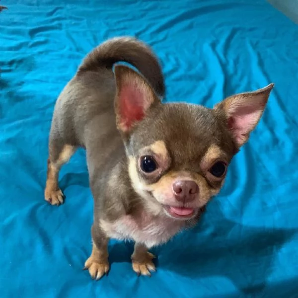 cuccioli di chihuahua toy