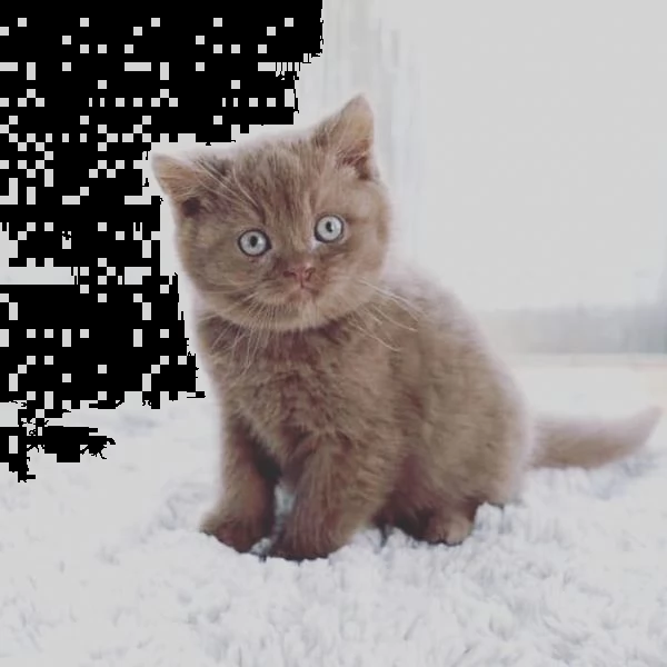  gattini cuccioli british shorthair