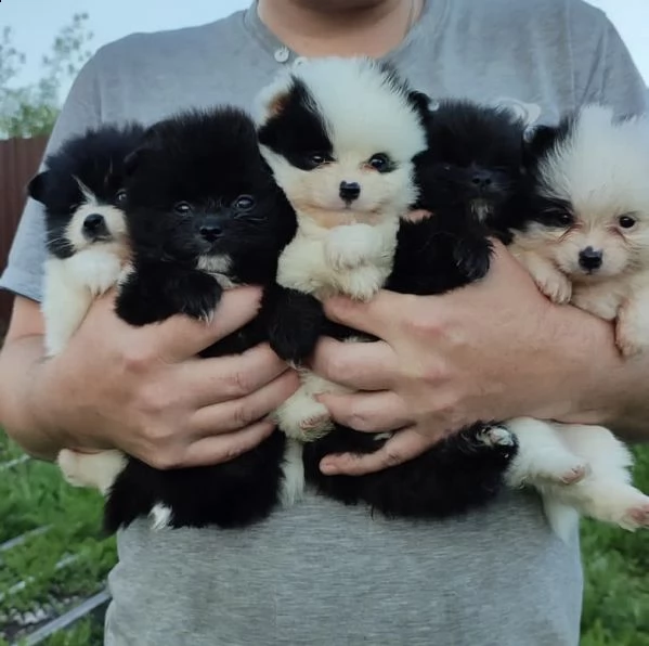 spitz di pomeranian toy