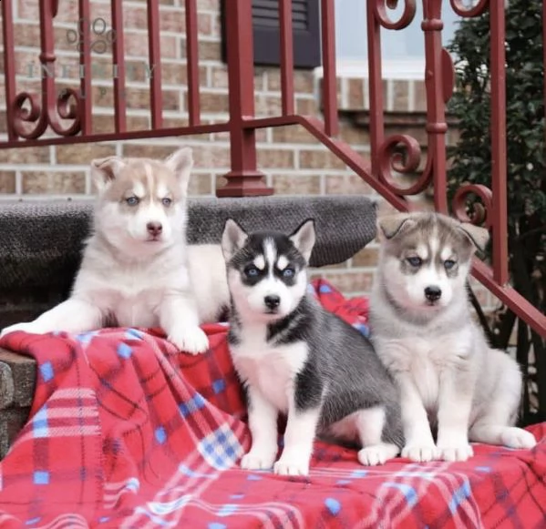 siberian husky cuccioli con pedigree