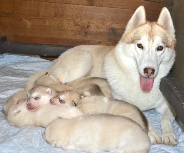 Cuccioli di Siberian Husky