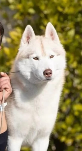 Cuccioli di Siberian Husky | Foto 4