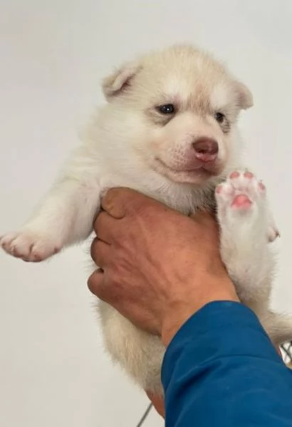 Cuccioli di Siberian Husky | Foto 3
